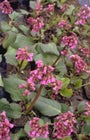 Schoenlappersplant - Bergenia 'Morgenröte'