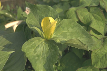 Trillium luteum