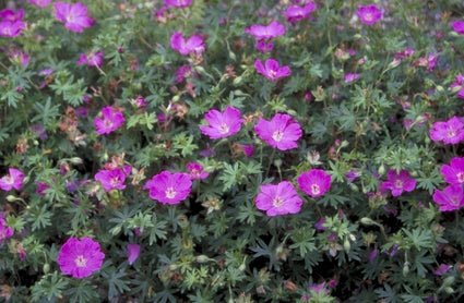 Bloedooievaarsbek - Geranium sanguineum 'Sheppard's Warning'