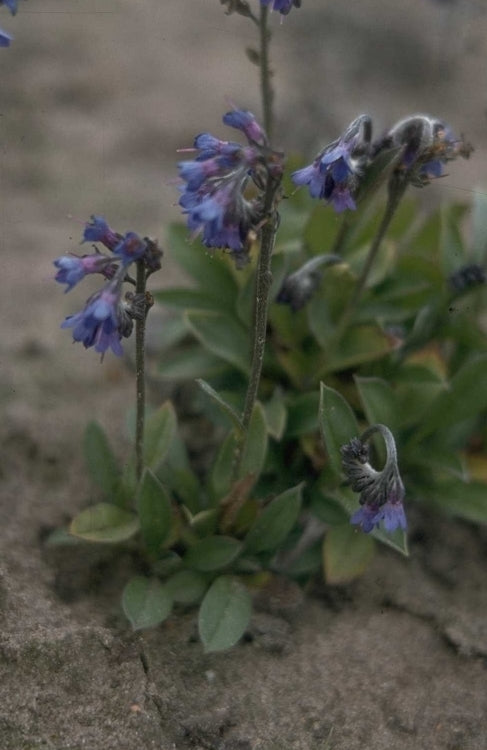 Mertensia primuloides