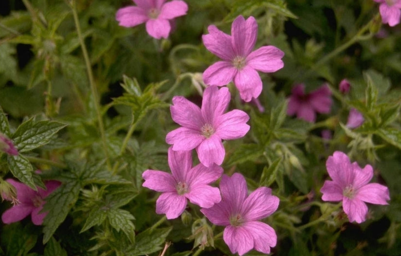 Ooievaarsbek - Geranium x oxonianum 'Rosenlicht'