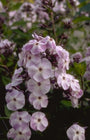 Flox - Phlox 'Violetta Gloriosa'