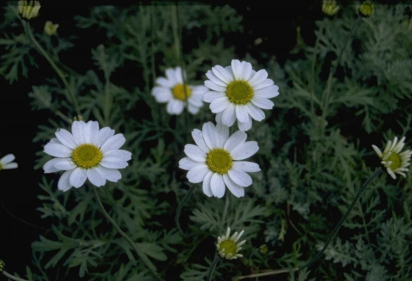 Schubkamille - Anthemis punctata subsp. Cupaniana