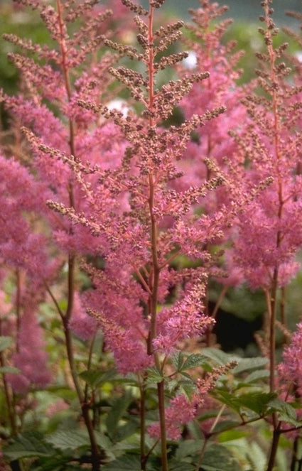 Spierstruik - Astilbe 'Amethyst'