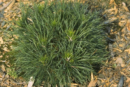 Pinus sylvestris 'Globosa Viridis'