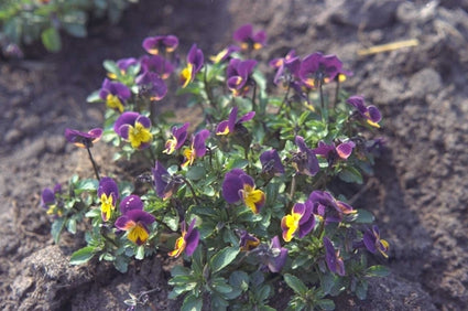 Driekleurige viooltje - Viola tricolor