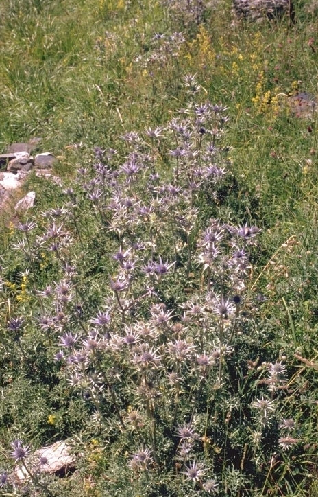 Kruisdistel - Eryngium bourgatii