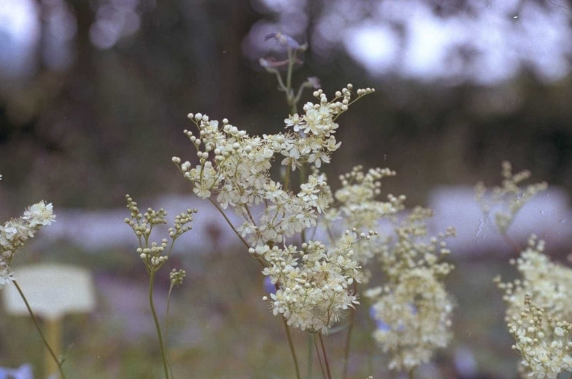 Moerasspirea - Filipendula ulmaria