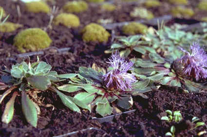 Carduncellus pinnatus