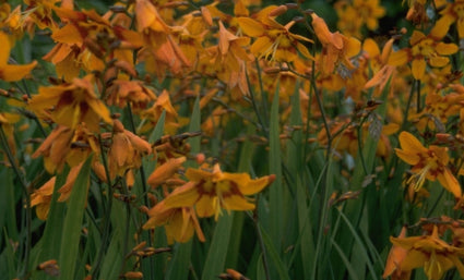 Iris 'Greenspot'