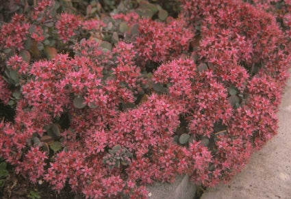 Gebroken hartje - Dicentra eximia