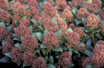 Skimmia japonica 'Wanto'