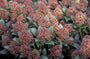 Skimmia japonica 'Wanto'