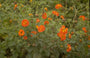 Potentilla neumanniana 'Versicolor Plena'