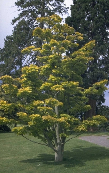 Esdoorn - Acer shirasawanum 'Aureum'