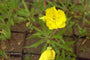 Teunisbloem - Oenothera macrocarpa