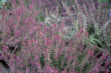 Knopbloeiende heide - Calluna vulgaris 'Roswhita'