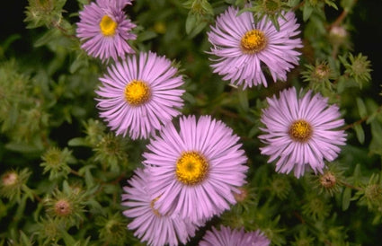 Aster 'Audrey'