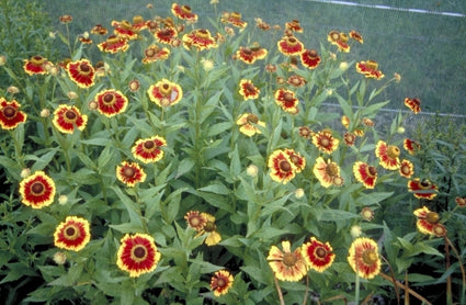 Zonnekruid - Helenium 'Biedermeier'