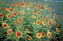 Zonnekruid - Helenium 'Biedermeier'