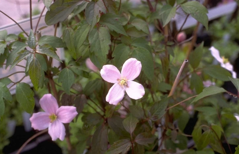 Clematis montana 'Rubens'