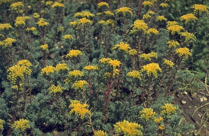 Sierlijk vetkruid - Sedum forsterianum subsp. elegans