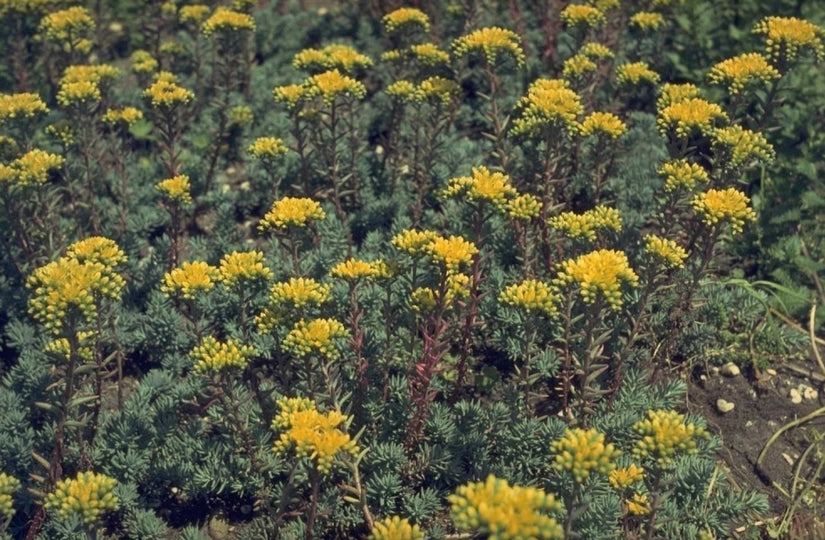 Sierlijk vetkruid - Sedum forsterianum subsp. elegans