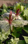 Trillium sessile