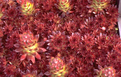 Sempervivum 'Bronco'