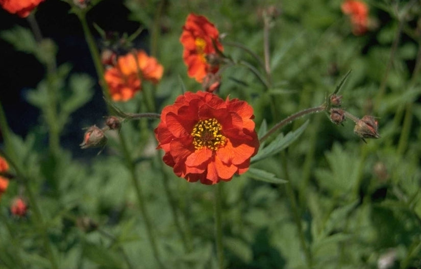 Nagelkruid - Geum coccineum 'Red Wings'