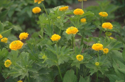 Knolboterbloem - Ranunculus bulbosus 'Speciosus Plenus'