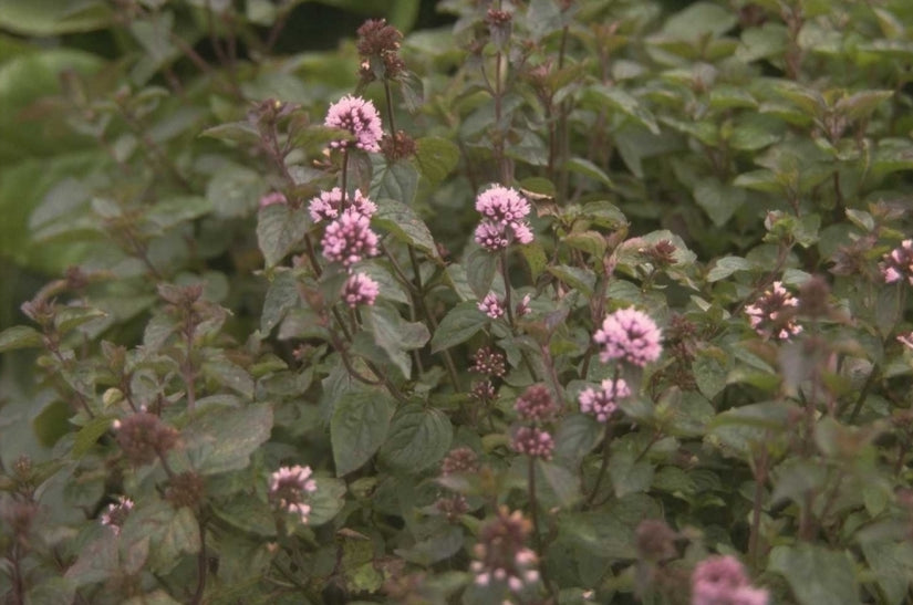 Mentha x rotundifolia 'Eau de Cologne'