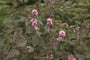Mentha x rotundifolia 'Eau de Cologne'