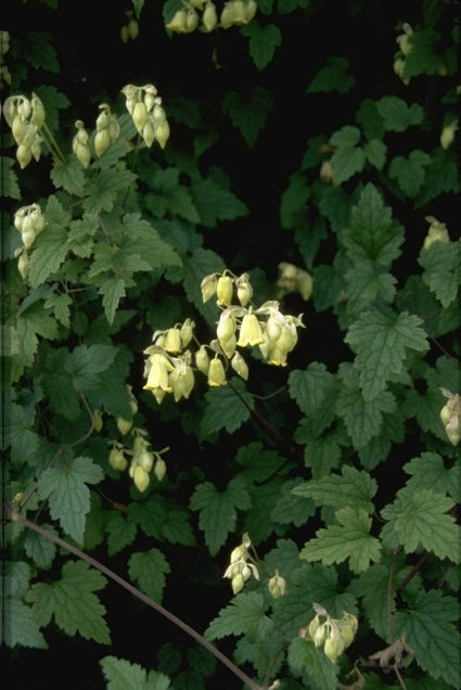 Clematis - Clematis rehderiana