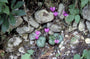 Cyclaam - Cyclamen purpurascens