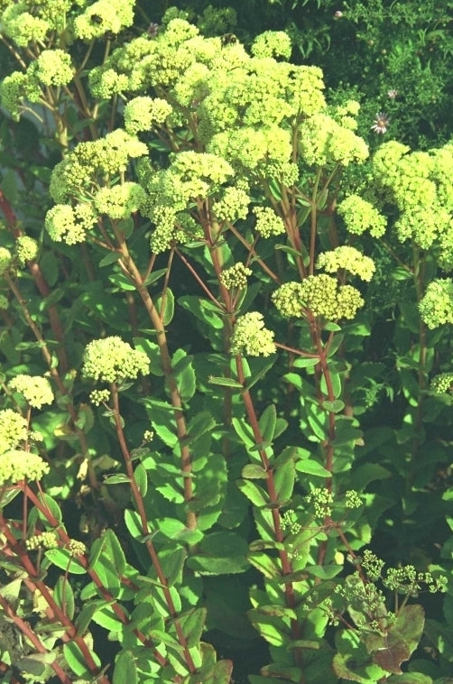 Bleke hemelsleutel - Sedum telephium subsp. maximum