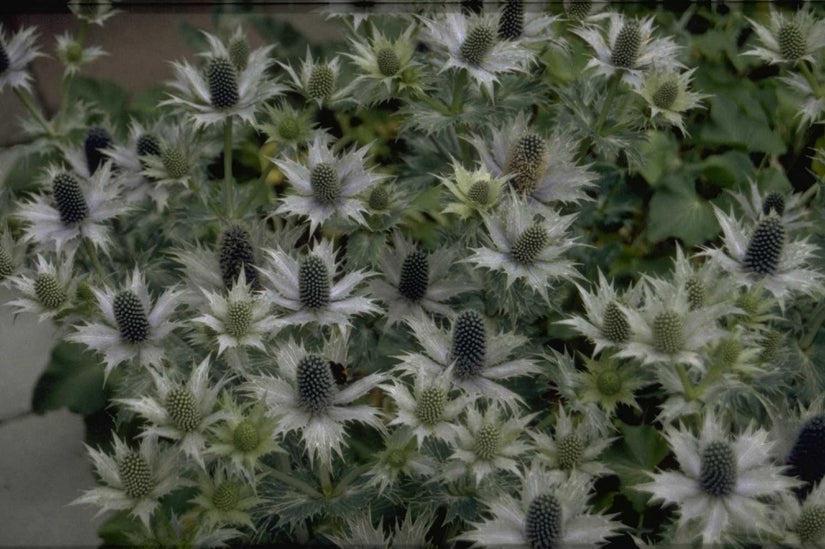 Ivoordistel - Eryngium giganteum