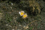 Pulsatilla vernalis