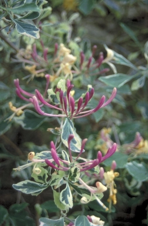 Wilde kamperfoelie - Lonicera periclymenum 'Harlequin'