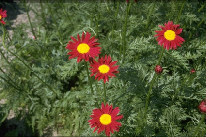 Wormkruid - Tanacetum 'James Kelway'