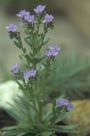 Anchusa leptophylla subsp. incana