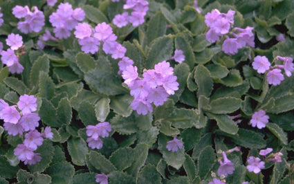 Sleutelbloem - Primula marginata