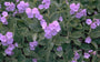 Sleutelbloem - Primula marginata
