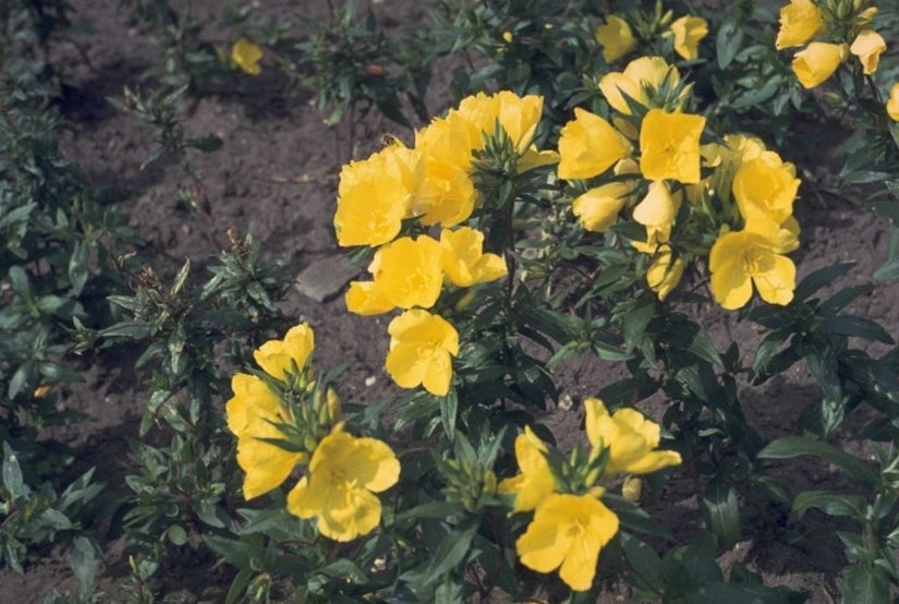 Teunisbloem - Oenothera fruticosa 'Yellow River'