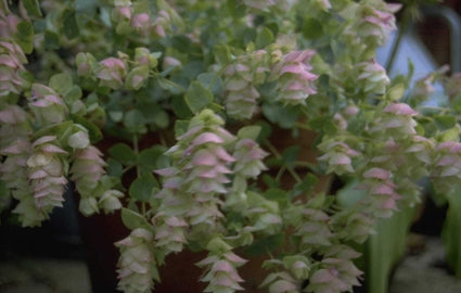 Marjolein - Origanum 'Kent Beauty' 