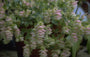Marjolein - Origanum 'Kent Beauty' 