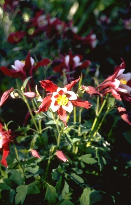 Akelei - Aquilegia 'Red Hobbit'