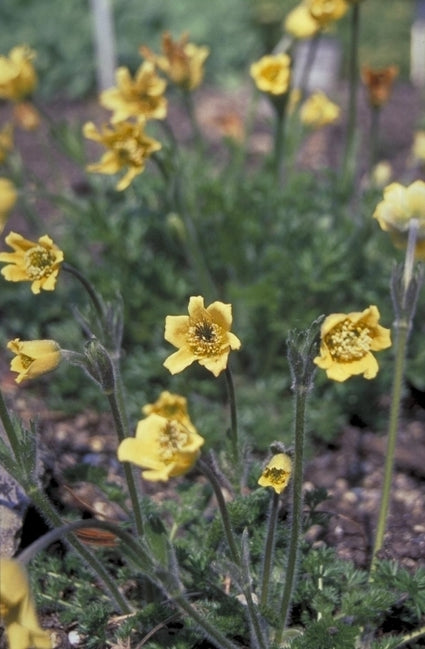 Lenteanemoon - Pulsatilla albana