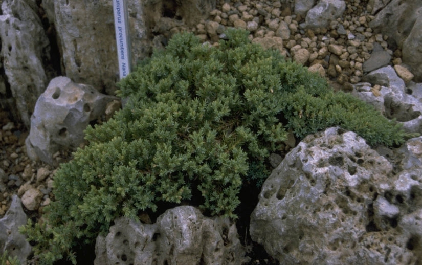 Juniperus procumbens 'Nana'