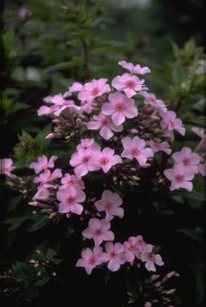 Flox - Phlox 'Lichtspel'